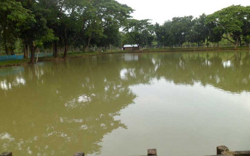 Kichocho (Schistosomiasis): Ugonjwa Mkongwe