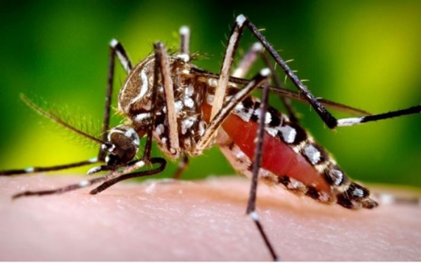 Zifahamu dalili za homa ya Dengue